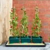 Tomato Gro-Box -Sprout Haven tomato gro box 1625321255 l